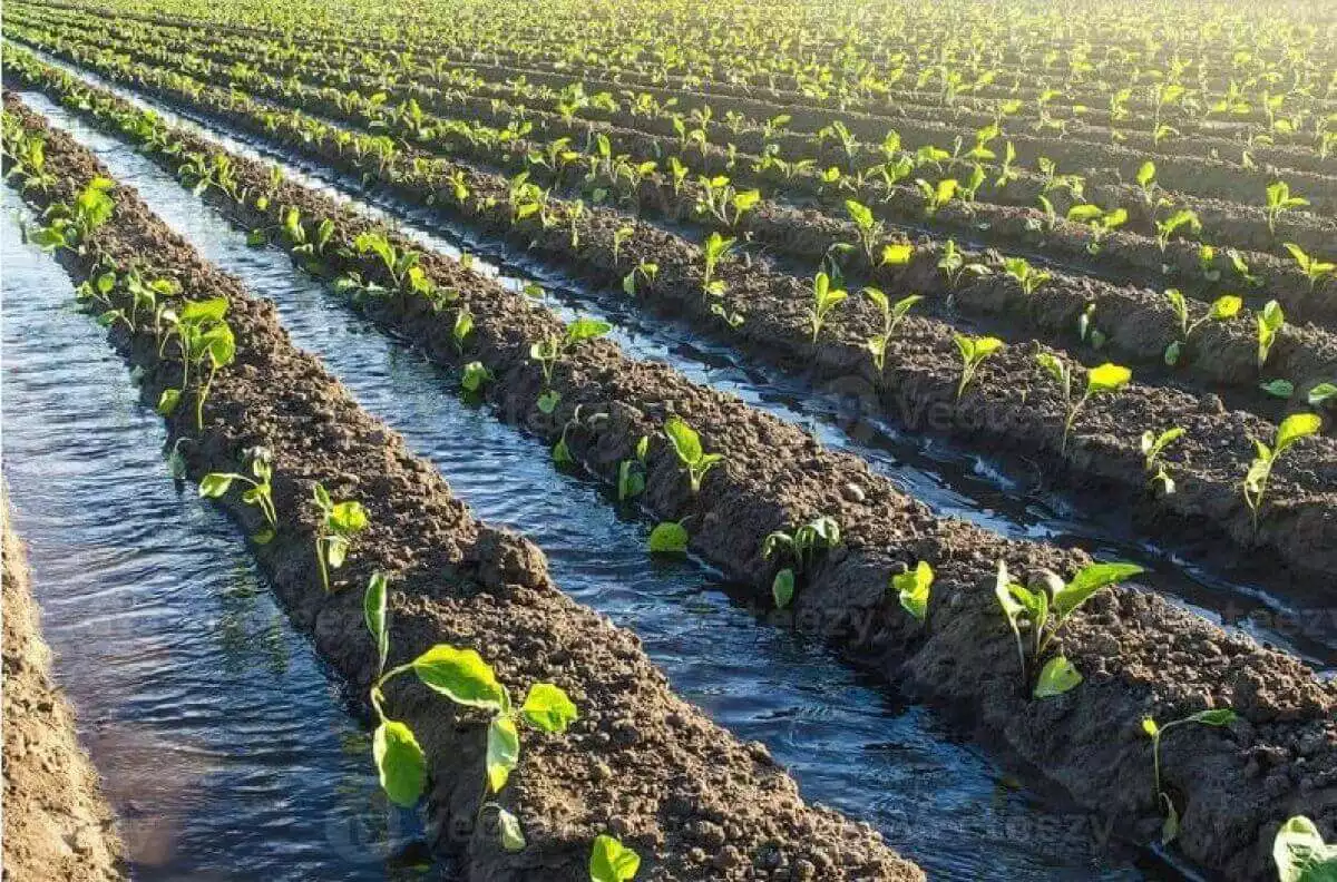 Recrutement de 4 Techniciens Agronomes