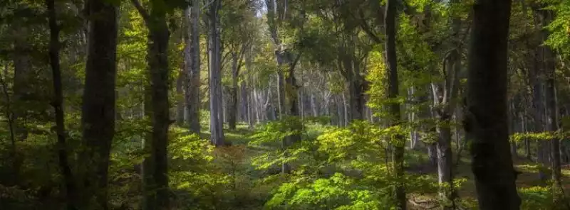 Cabinet AGRIFORLAND - ZONE INTERVENTION